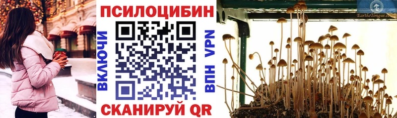 Псилоцибиновые грибы Psilocybine cubensis Красновишерск